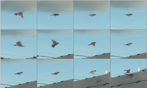 Pesquisa quer diminuir colisões de aves com painéis solares